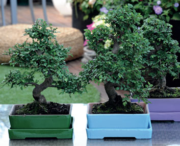 Macetas para bonsáis en diez colores